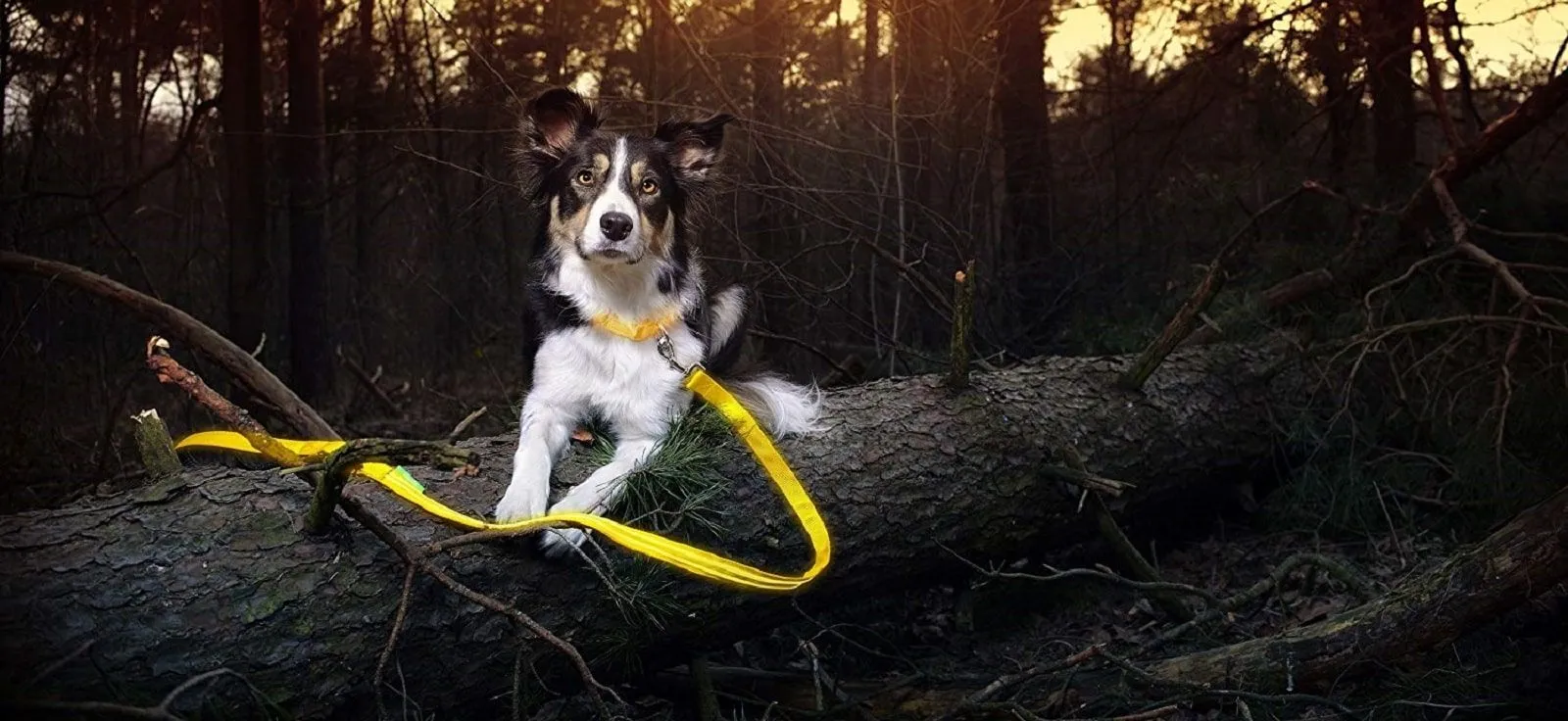 Graphic design work by Hamdan Ibne Muneer