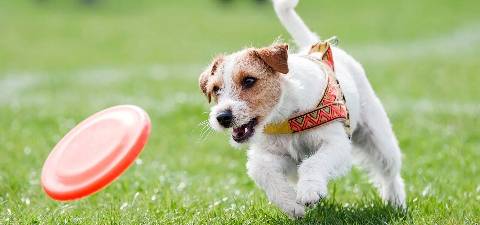 Graphic design work by Hamdan Ibne Muneer