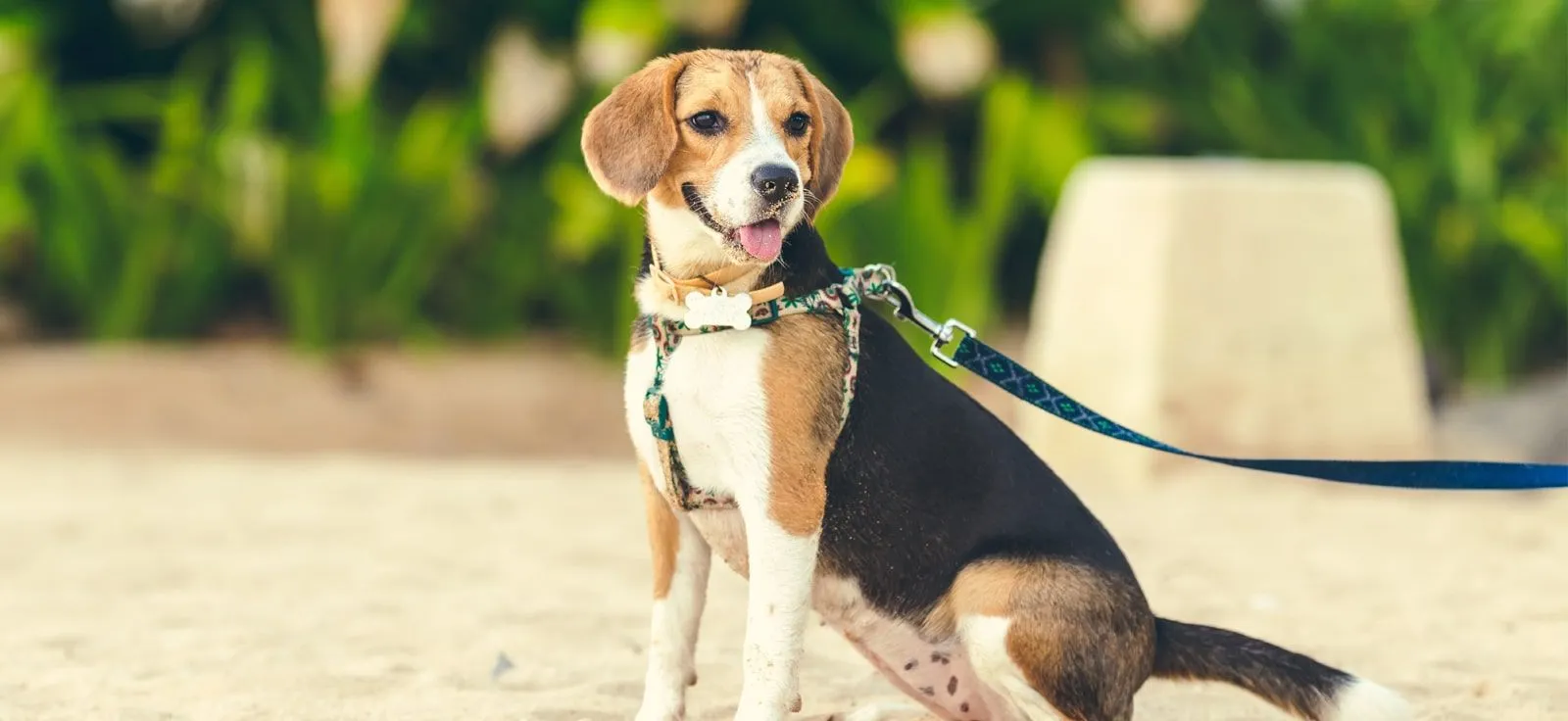 Graphic design work by Hamdan Ibne Muneer