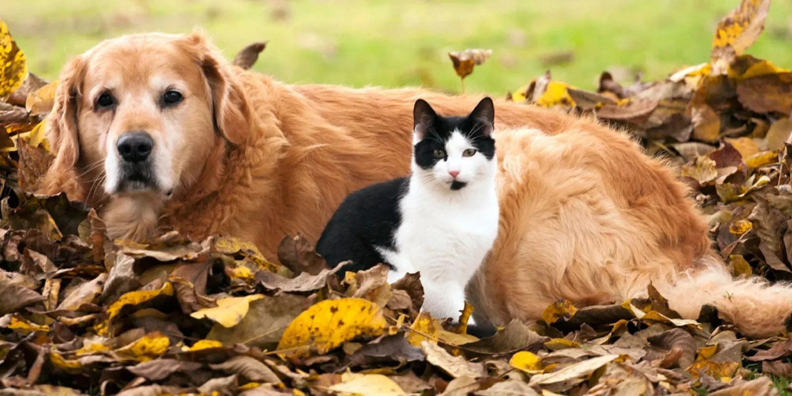 Graphic design work by Hamdan Ibne Muneer