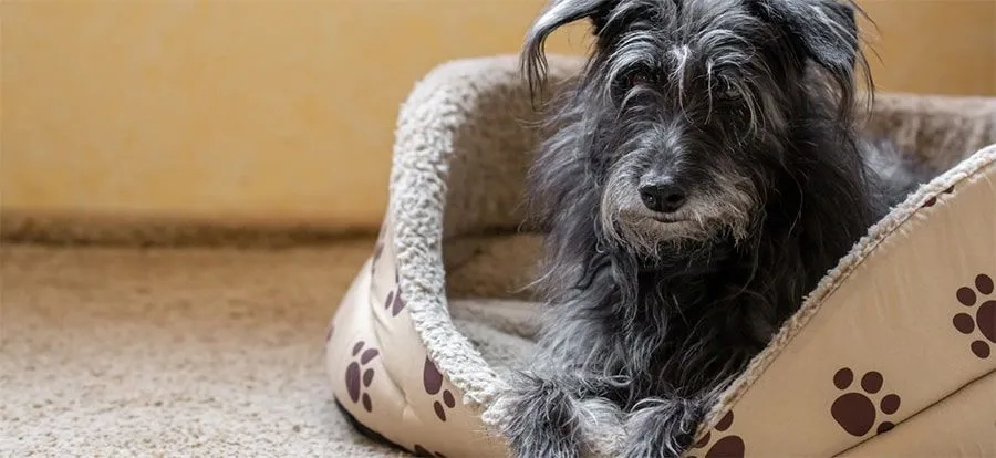 Graphic design work by Hamdan Ibne Muneer