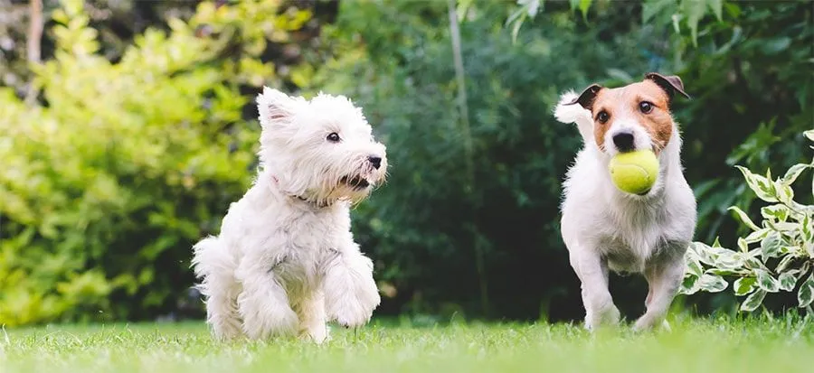 Graphic design work by Hamdan Ibne Muneer