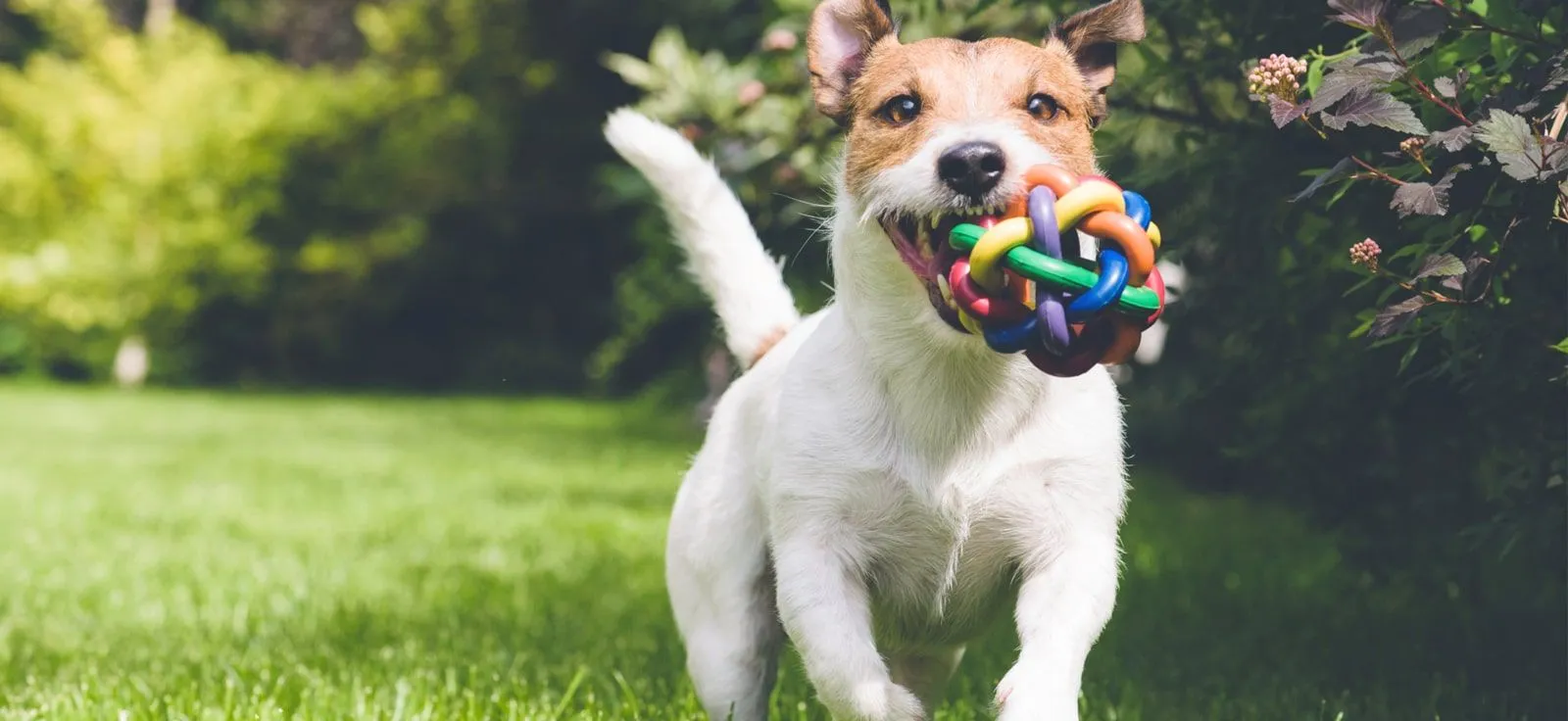 Graphic design work by Hamdan Ibne Muneer